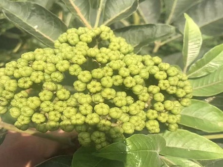 <b>中花吳茱萸種苗基地批發(fā)</b>